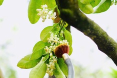 Hanoi farmers hand-pollinate Dien pomelo for higher yields