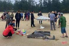 Body of 100-kg whale washes ashore in Ha Tinh