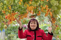 Hanoi woman's budget-friendly rooftop garden surprises visitors