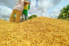 Rice exports set for rebound amid strong demand