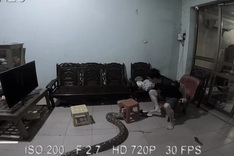 Hai Duong man terrified as giant python slithers into house