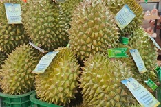 Mekong Delta farmers forced into roadside selling as durian prices plunge