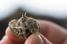 Three arrested in Japan over suitcases stuffed with hermit crabs