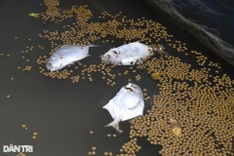 Can Gio oil spill affects many fish cages