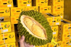 Vietnam’s durian exports to China plunge sharply
