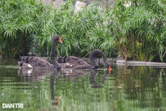 All swans at Hanoi’s Thien Quang Lake found dead