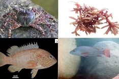 Rare species discovered in Formosa disaster's affected waters