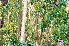 Wild monkeys trouble Quang Ngai residents