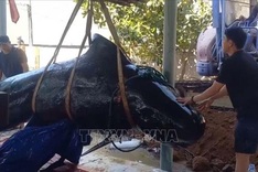 Another dead whale washes up on Quang Ngai beach