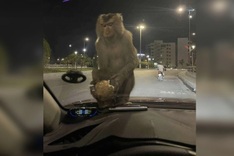Monkey troop troubles Ha Long residents