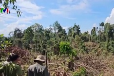 Illegal deforestation for house construction discovered in Kon Tum