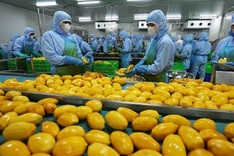 Vietnamese exporters cautiously optimistic, prepare for US tariff impacts