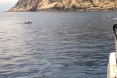 Dozens of dolphins spotted in Nha Trang Bay