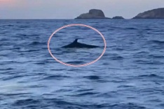 Dolphins spotted off Quy Nhon