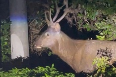 Drivers urged to slow down on Rung Sac Road as deer sighted frequently