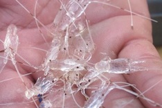 Nearly 850,000 illegal lobster seeds destroyed in Khanh Hoa