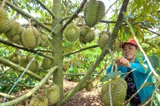 Nearly 1,000 new growing area codes granted for durian exports to China