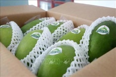 Vietnamese mangoes dominate Chinese market