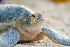 Philippines-tagged green turtle legs eggs in Con Dao