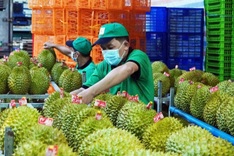 Vietnam’s fruit, vegetable exports decline for fifth straight month
