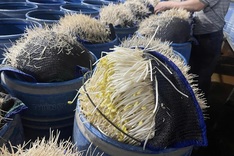 Two toxic bean sprout producers exposed in Lao Cai