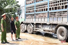 Truck found carrying African swine fever-infected pigs