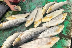 Mass fish die-off on Dong Nai River