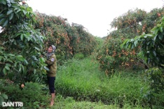 Hai Duong ships first 2025 lychee batch to Australia and Japan