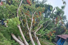 Falling flame tree snaps power line, kills two in Tra Vinh