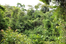 Natural fence helps to prevent elephant intrusion in Quang Nam