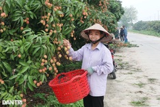Hai Duong farmers in busy harvesting lychees