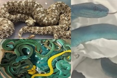 Snakes on a plane: Indian smuggler caught with venomous vipers
