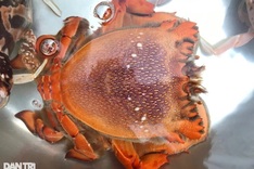 Egg-bearing king crabs released in Ly Son waters