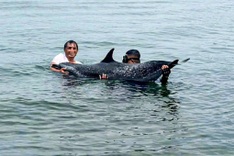Injured dolphin dies a day after rescue off Danang coast