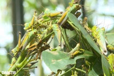 Locust swarm devastates bamboo crops in Quang Binh