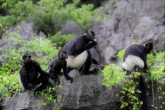 Delacour’s langur family thrives in Trang An World Heritage site