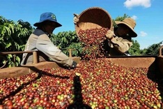 Vietnam coffee exports hit record USD 4.7 billion on EU, US demand