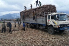 Sugar stockpiles surge in Vietnam amid collapsing prices
