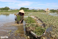 Central Vietnam farmers suffer heavy losses from unusual floods