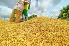 Vietnam’s rice prices fall nearly 19 per cent