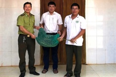 Rare python slips into Dak Lak house