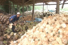 Vietnam sees sharp rise in coconut imports