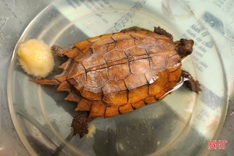 Rare golden turtle found at Ha Tinh home