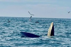 Whales found hunting in Vinh Hy Bay
