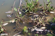 Fish found dead on Hoi An river