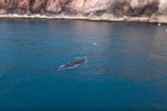 Whale spotted again off Binh Dinh