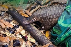 Twelve rare pangolins released back into the wild in Vietnam
