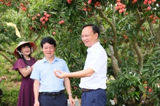 Bac Ninh official sells 54 tonnes of lychees in marathon livestream