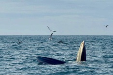Whale sightings draw tourists to Vinh Hy Bay