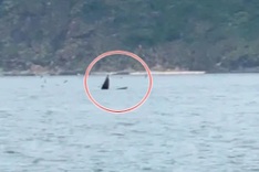 Whale spotted off Gia Lai coast